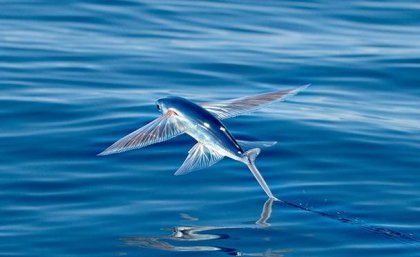 Vliegende vissen, vliegen om te ontsnappen