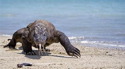 De schipbreukelingen hebben de Komodo Veraan nooit gezien